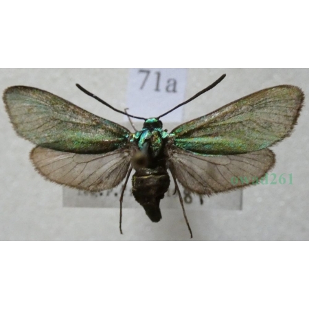 Adscita statices (Linnaeus, 1758) Lśniak szmaragdek Czech71a